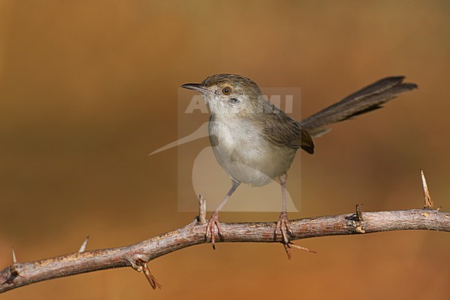 Gestreepte Prinia op een takje; Graceful Prinia perched on a twig stock-image by Agami/Daniele Occhiato,