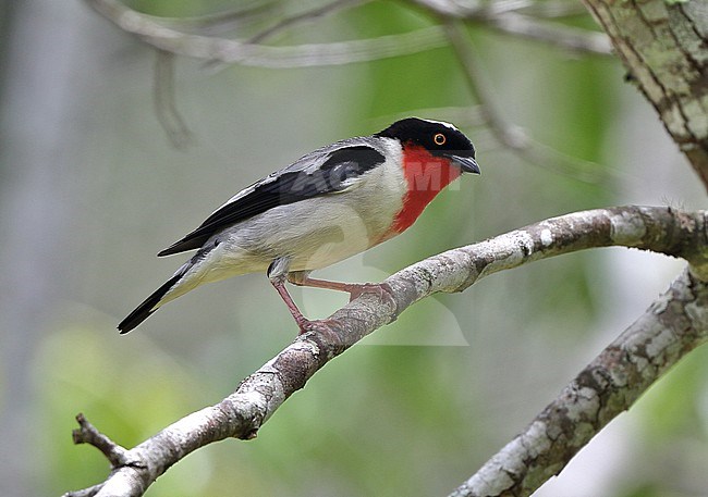 Cherry-throated Tanager, Nemosia rourei, perched on a branch in Atlantic Forest , Brazil - a Critically Endangered species and one of the rarest birds in the world stock-image by Agami/Andy & Gill Swash ,