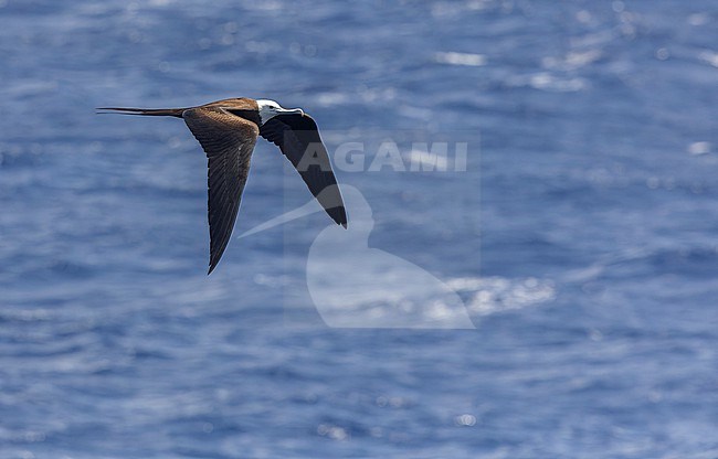 Immature Ascension frigatebird (Fregata aquila) around Boatswain Bird Island and Ascension Island in the tropical Atlantic Ocean. stock-image by Agami/Martijn Verdoes,