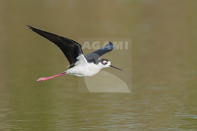 Adult male
Orange Co., CA
February 2015 stock-image by Agami/Brian E Small,