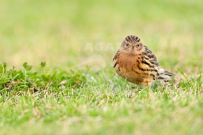 Adult Red-throated Pipit (Anthus cervinus) during spring migration in Eilat, Israel stock-image by Agami/Marc Guyt,