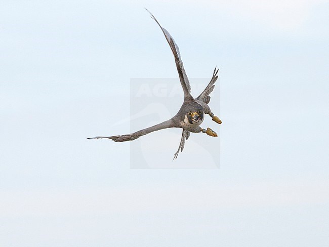 Slechtvalk in vlucht, Peregrine Falcon in flight stock-image by Agami/Wil Leurs,