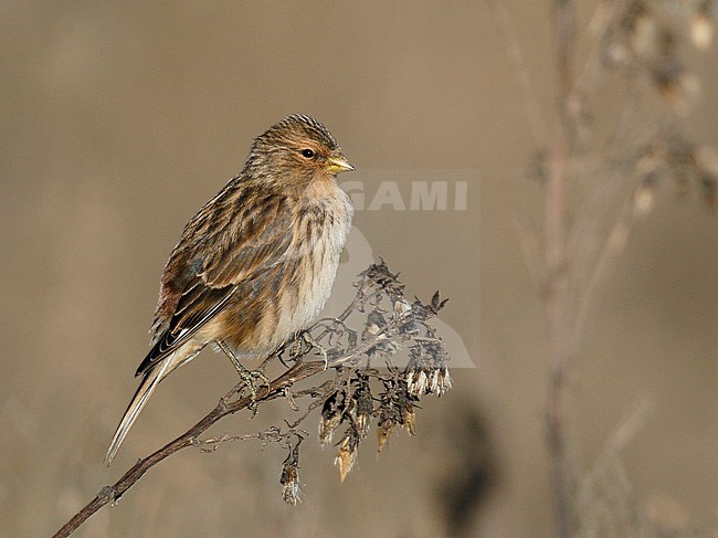 British Twite (Carduelis flavirostris pipilans) perched on top of a plant in Thornham Harbour, Norfolk, England, during late autumn. stock-image by Agami/Steve Gantlett,