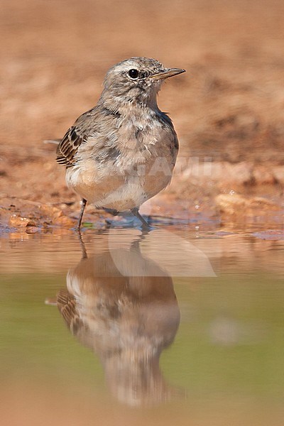 Water Pipit, Waterpieper, Anthus spinoletta ssp. spinoletta, Mallorca stock-image by Agami/Ralph Martin,