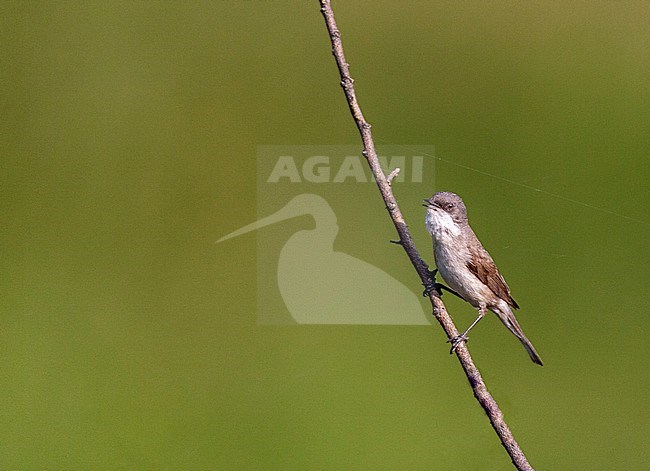 Male Lesser Whitethroat (Curruca curruca) in Hungary. stock-image by Agami/Marc Guyt,