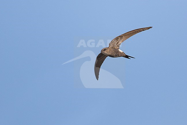 Pacific Swift - Pazifiksegler - Apus pacificus ssp. pacificus, Russia, adult stock-image by Agami/Ralph Martin,