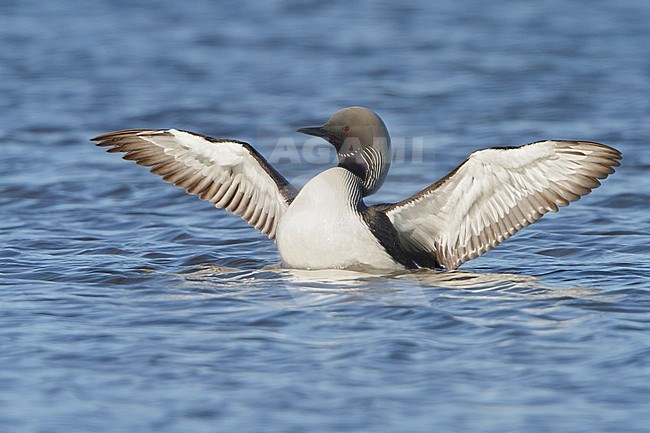 Pacific Loon (Gavia pacifica) swimming on a pond in Churchill, Manitoba, Canada. stock-image by Agami/Glenn Bartley,