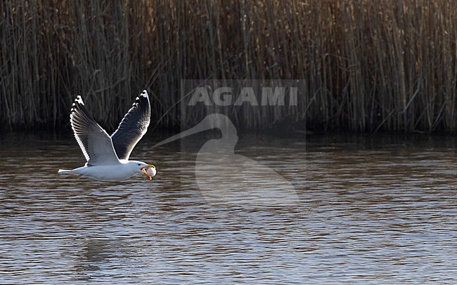 Great Black-backed Gull (Larus marinus) flying with a stolen goose-egg in Strødam Engsø, Denmark stock-image by Agami/Helge Sorensen,