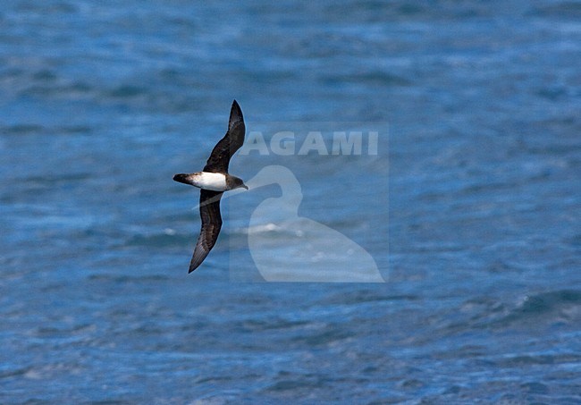 Schlegels Stormvogel vliegend; Atlantic Petrel flying stock-image by Agami/Marc Guyt,