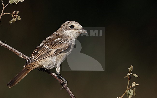 Woodchat Shrike, Lanius senator senator, juvenile at Castilla-La Mancha, Spain stock-image by Agami/Helge Sorensen,