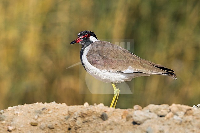 Red-wattled Lapwing in Jarah Pools, Kuwait City. stock-image by Agami/Vincent Legrand,