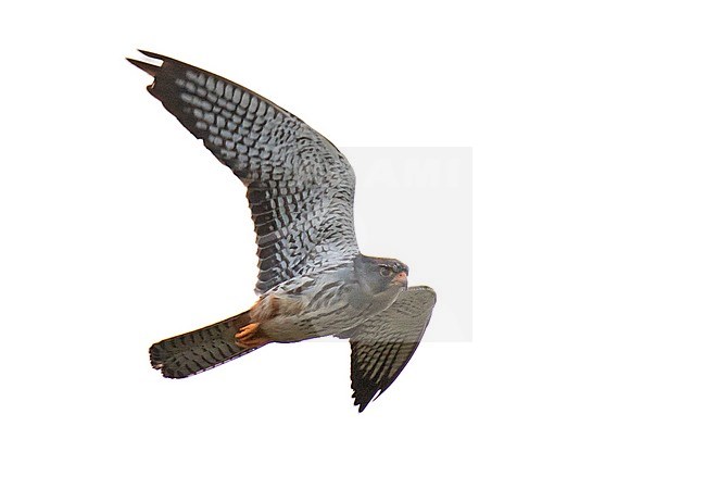 Wintering second-year male Amur Falcon (Falco amurensis) in South Africa. In flight, seen from below. stock-image by Agami/Dani Lopez-Velasco,