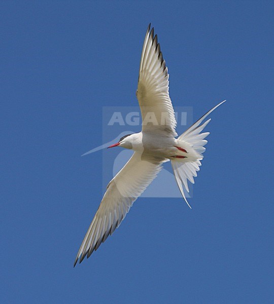 Noordse Stern, Arctic Tern, Sterna paradisaea stock-image by Agami/Hugh Harrop,