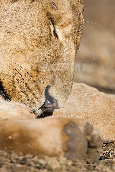 Afrikaanse Leeuw close-up; African Lion close up stock-image by Agami/Marc Guyt,