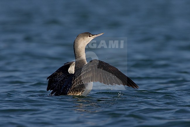 Zwemmende Rodkeelduiker, Swimming Red-throated Loon stock-image by Agami/Daniele Occhiato,