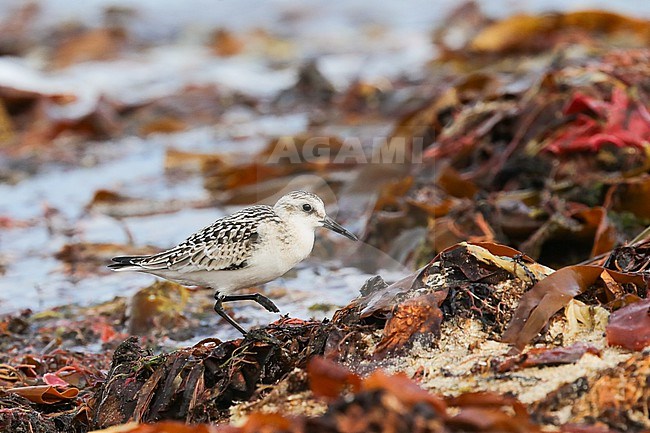 Juvenile sanderling (Calidris alba) standing on seaweed, with algae as background, in Brittany, France. stock-image by Agami/Sylvain Reyt,