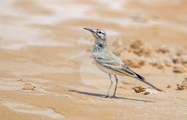 Adult Greater Hoopoe-Lark sitting on a beach in Iwik Banc d'Arguin, Mauritania. April 10, 2018. stock-image by Agami/Vincent Legrand,