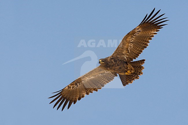 Onvolwassen Steppearend in de vlucht; Immature Steppe Eagle in flight stock-image by Agami/Daniele Occhiato,