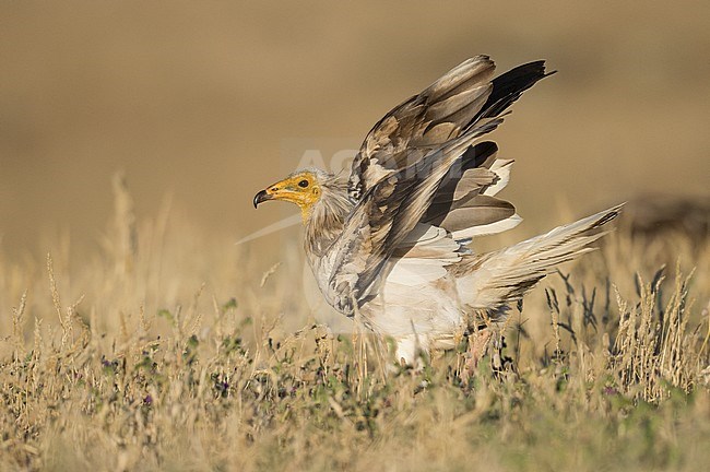 Endangered Egyptian Vulture (Neophron percnopterus) stock-image by Agami/Alain Ghignone,