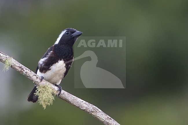 White-eared barbet (Stactolaema leucotis) in Tanzania. stock-image by Agami/Dubi Shapiro,