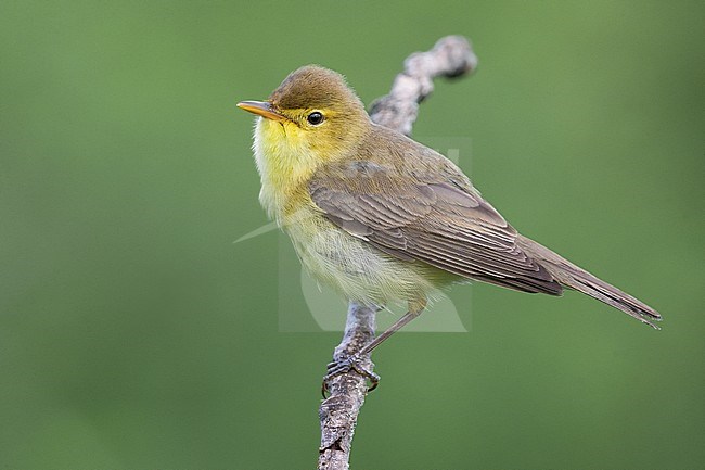 Melodious Warbler (Hippolais polyglotta) perched on a branch stock-image by Agami/Daniele Occhiato,