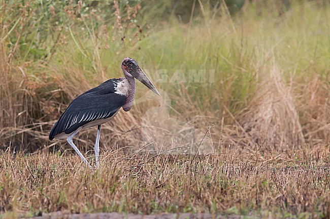 marabou stork (Leptoptilos crumenifer) in burned grassland stock-image by Agami/Mathias Putze,