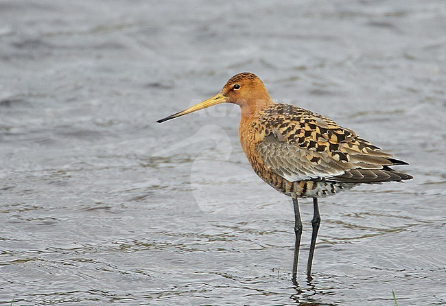 Icelandic Black-tailed Godwit (Limosa limosa islandica) standing in water during spring on Iceland in June 2006. stock-image by Agami/Markus Varesvuo,