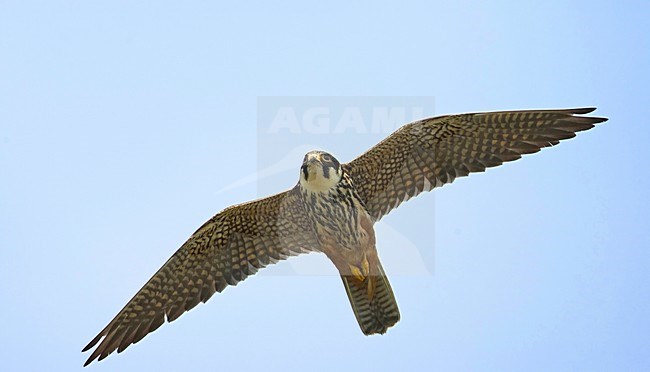 Volwassen Boomvalk in vlucht; Adult Eurasian Hobby in flight stock-image by Agami/Markus Varesvuo,