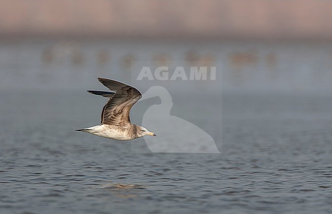 First-summer Black-tailed Gull, Larus crassirostris, in eastern China. stock-image by Agami/Bas van den Boogaard,