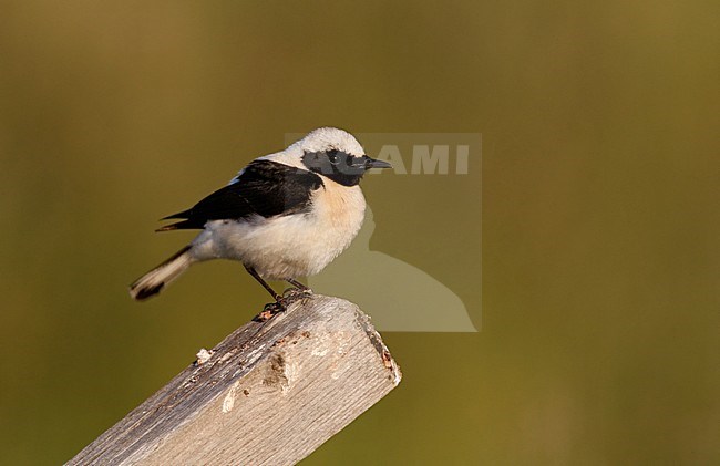 Eastern Black-eared Wheatear, Oenanthe hispanica melanoleuca (adult male), Lesvos, Greece stock-image by Agami/Helge Sorensen,