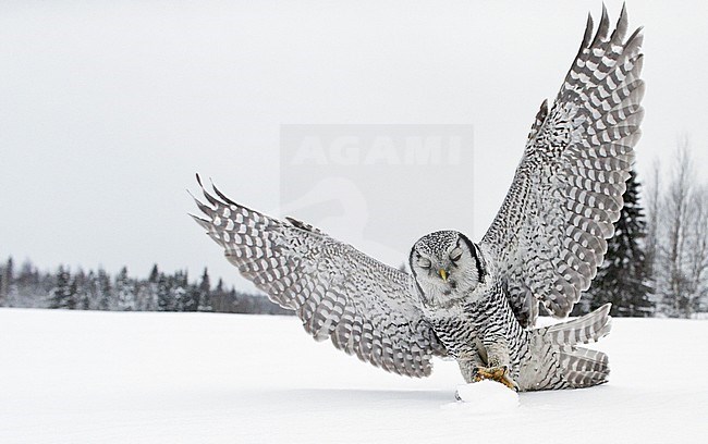 Hawk Owl (Surnia ulula) Kuusamo Finland February 2016 stock-image by Agami/Markus Varesvuo,