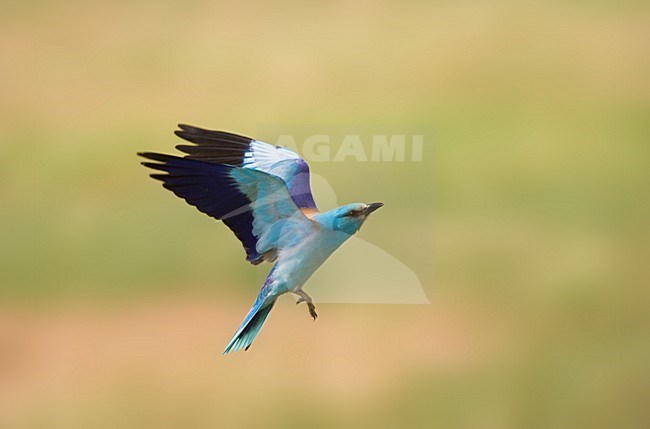 Scharrelaar in de vlucht; European Roller in flight stock-image by Agami/Marc Guyt,