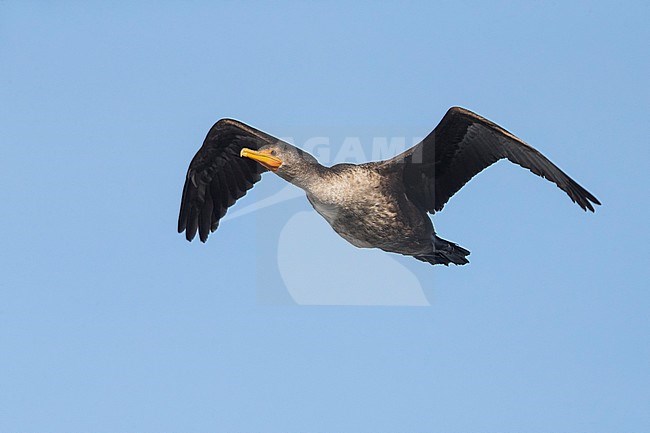 Geoorde Aalscholver; Double-crested Cormorant; Phalacrocorax auritus stock-image by Agami/Daniele Occhiato,