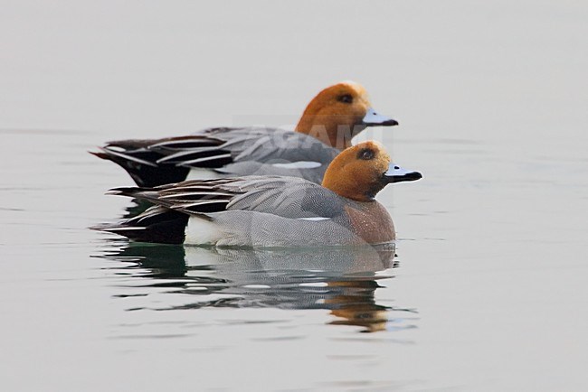 Zwemmende mannetjes Smient; Swimming male Eurasian Wigeon stock-image by Agami/Daniele Occhiato,
