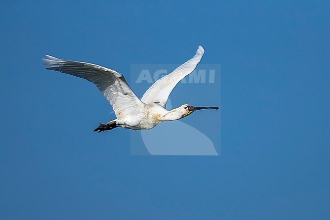 Adult Mauritanian Spoonbill flying over the Banc d'Arguin, Iwik, Mauritania. April 11, 2018. stock-image by Agami/Vincent Legrand,