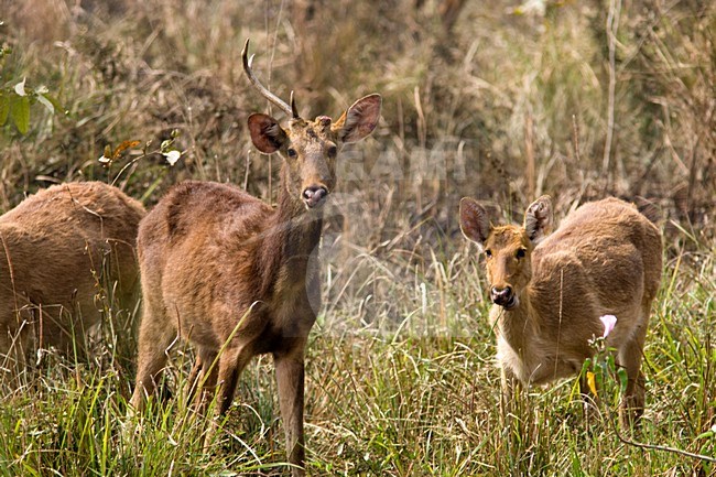 Barasingaherten in Kaziranga; Swamp Deer at Kaziranga stock-image by Agami/Arnold Meijer,