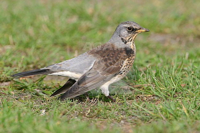 Kramsvogel in het najaar; Fieldfare in autumn stock-image by Agami/Arie Ouwerkerk,