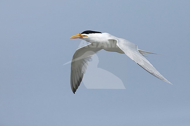 Adult American Royal Tern (Thalasseus maximus) in breeding plumage in flight against a blue sky in Galveston County, Texas, USA. stock-image by Agami/Brian E Small,