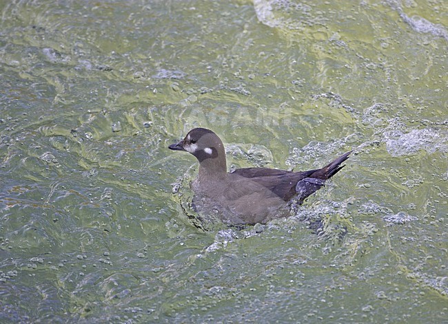 Vrouwtje Harlekijneend; Female Harlequin Duck stock-image by Agami/Markus Varesvuo,