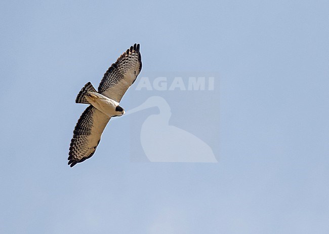 Short-tailed Hawk, Buteo brachyurus, in Colombia. stock-image by Agami/Pete Morris,