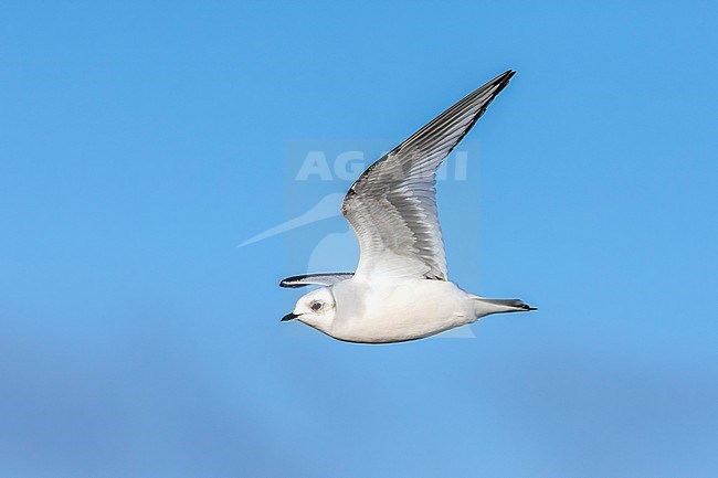 First winter Ross's Gull (Rhodostethia rosea) flying over Nieuwpoort's pier, West Flanders, Belgium. stock-image by Agami/Vincent Legrand,
