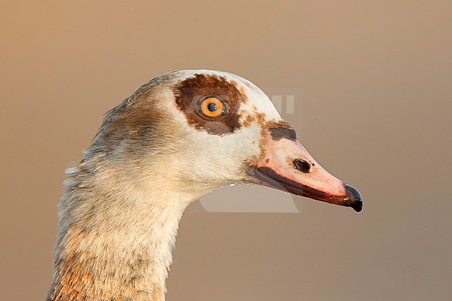 Nijlgans kop portret	; Egyptian Goose portret; stock-image by Agami/Walter Soestbergen,