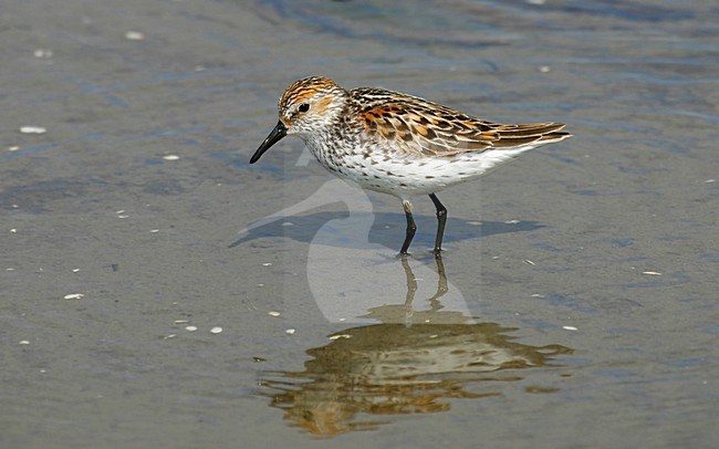 Alaskastrandloper volwassen, Western Sandpiper adult stock-image by Agami/Pete Morris,