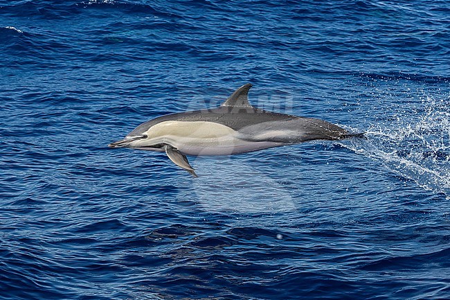 Short-beaked Common Dolphin (Delphinus delphis) jumping at sea off Corvo, Azores, Portugal. stock-image by Agami/Vincent Legrand,