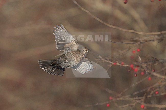 Adult female Common Blackbird (Turdus merula) in flight at Rudersdal, Denmark stock-image by Agami/Helge Sorensen,