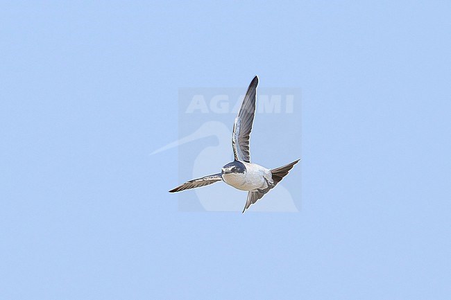 White-rumped Swallow (Tachycineta leucorrhoa) flying against a blue sky as a background, Bolivia stock-image by Agami/Tomas Grim,