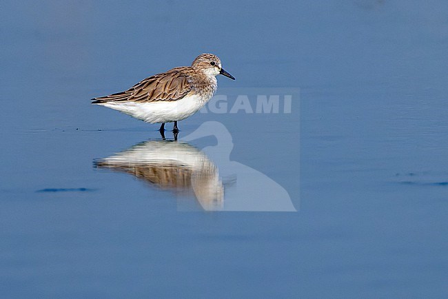 Red-necked Stint (Calidris ruficollis) wintering at Laem Pak Bia  in Thailand. First-winter plumage. stock-image by Agami/David Monticelli,