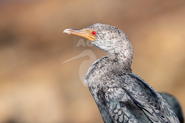 Crowned cormorant (Microcarbo coronatus), close-up of an adult in non-breeding plumage, Mpumalanga, South Africa stock-image by Agami/Saverio Gatto,