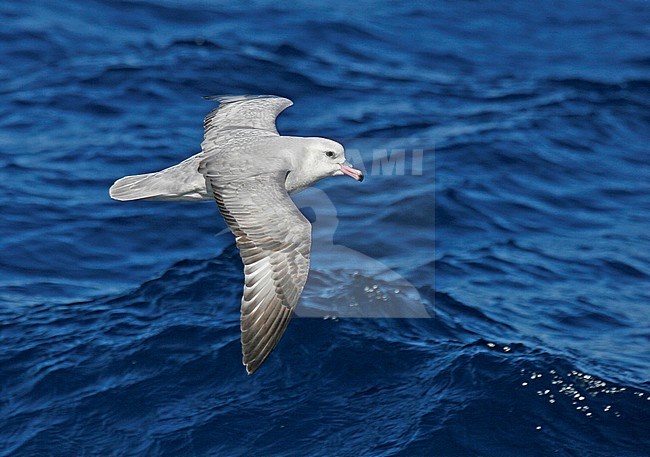 Southern Fulmar (Fulmarus glacialoide) flying over the souther Atlantic Ocean near Antarctica. stock-image by Agami/Pete Morris,