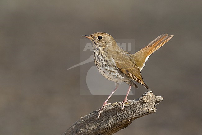 Adult
Santa Barbara Co., CA
November 2022 stock-image by Agami/Brian E Small,